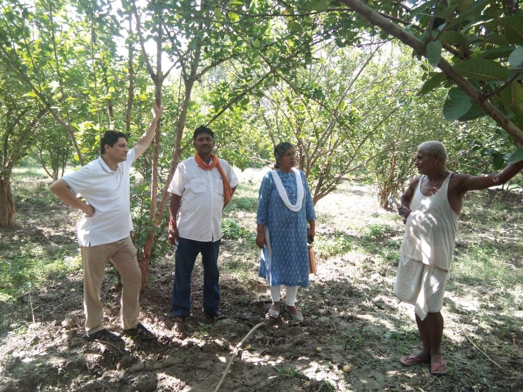 People in conversation beneath the guava trees of the food-forest orchard