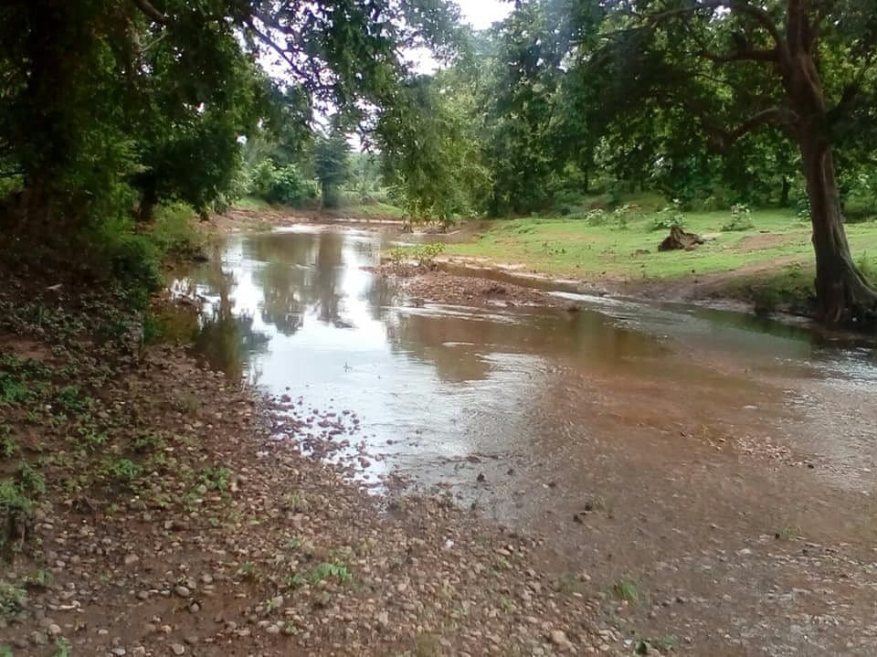 The young river flowing shallow and clear beneath overhanging forest trees