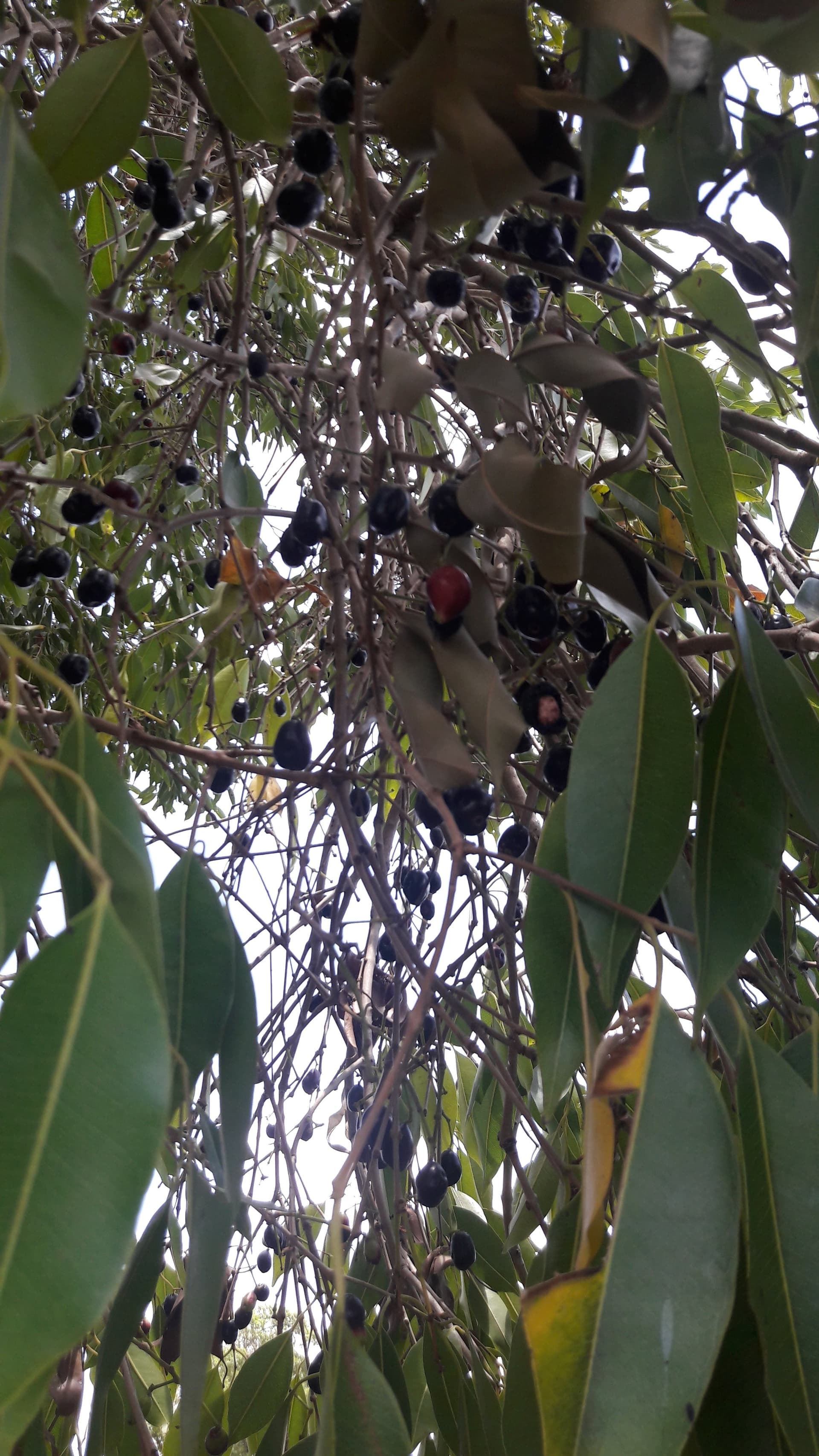 Looking up into a jamun tree canopy heavy with dark fruit