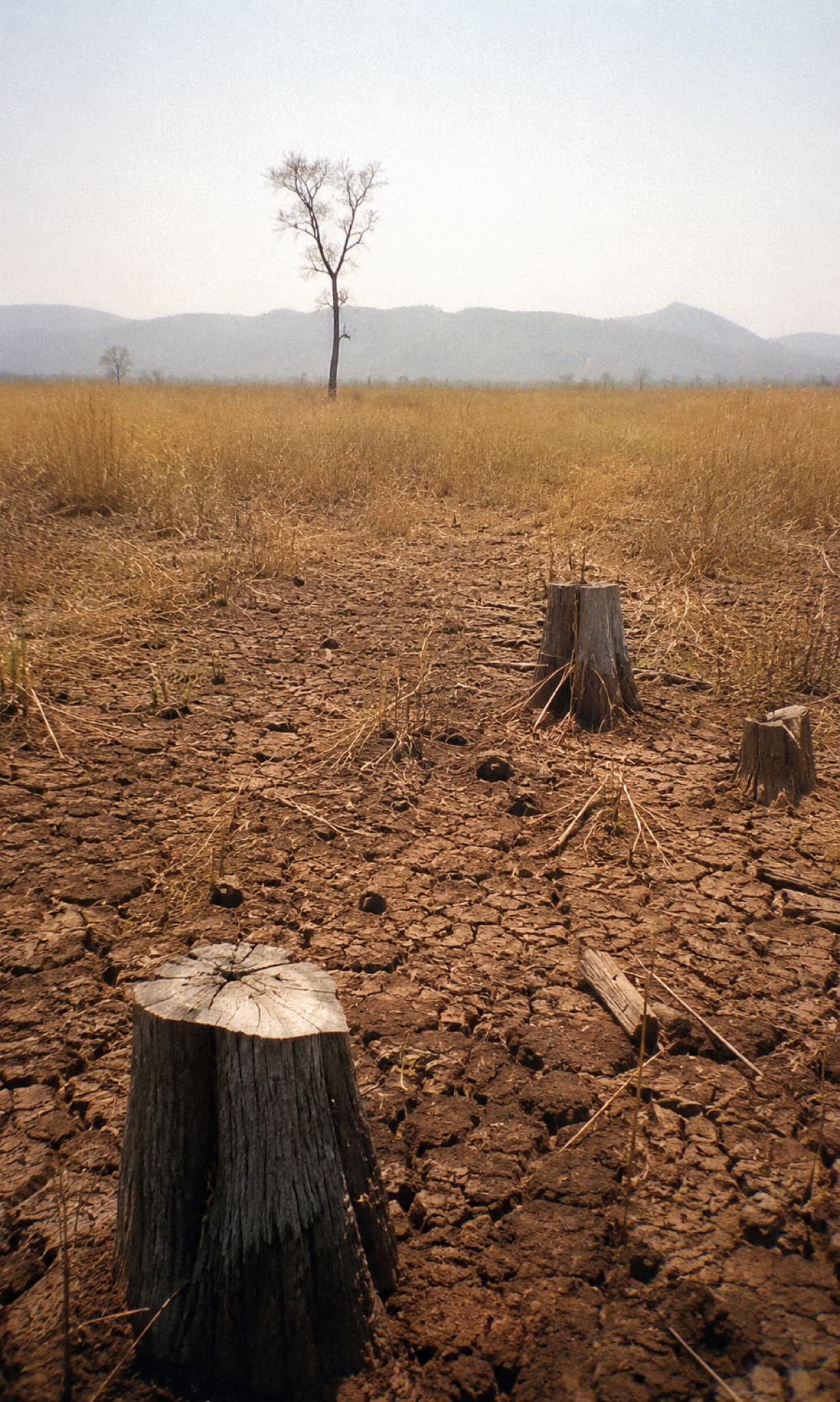 Cracked dry earth with felled tree stumps and one bare tree — the degraded land as it was found