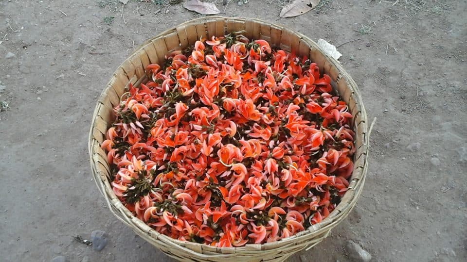 A woven basket filled with fresh orange Palash flowers on forest soil